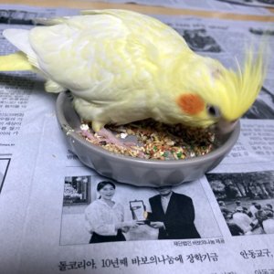 실종동물 조류 경기도 가평군