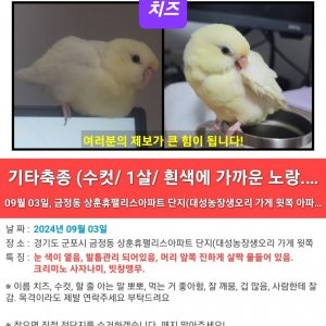 잃어버린 동물을 찾습니다 분실동물 전단지