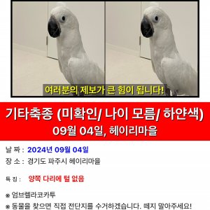 잃어버린 동물을 찾습니다 분실동물 전단지