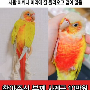 실종동물 조류 경상남도 밀양시