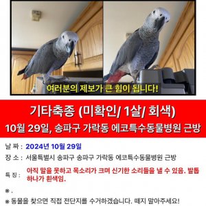 실종동물 앵무새 서울특별시 송파구