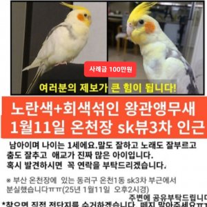 잃어버린 동물을 찾습니다 분실동물 전단지