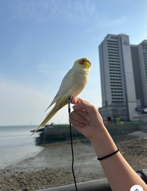 강아지,고양이,앵무새 등 실종동물을 찾습니다 보호,목격신고 : 동물보호센터