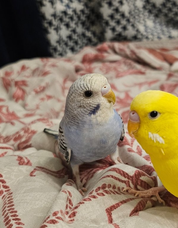 강아지,고양이,앵무새 등 실종동물을 찾습니다 보호,목격신고 : 동물보호센터