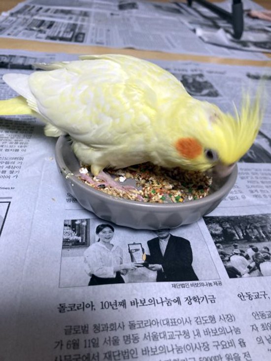 강아지,고양이,앵무새 등 실종동물을 찾습니다 보호,목격신고 : 동물보호센터