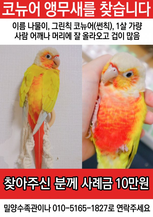 강아지,고양이,앵무새 등 실종동물을 찾습니다 보호,목격신고 : 동물보호센터