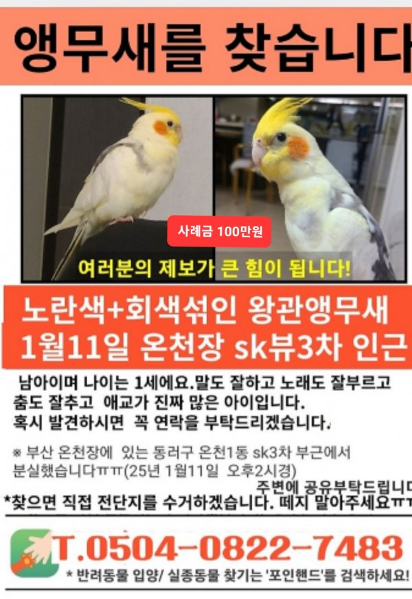 강아지,고양이,앵무새 등 실종동물을 찾습니다 보호,목격신고 : 동물보호센터